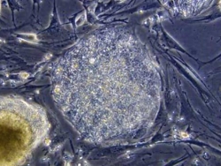 Ученые планируют на МКС выращивать стволовые клетки
